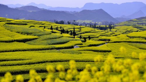 罗平是我国的油菜生产基地县,也是蜜蜂春繁和蜂产品加工基地.